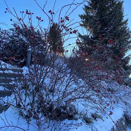 Lichtblick Unter Der Buche * Titisee-Neustadt